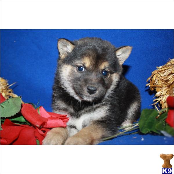 shiba inu puppies florida document moved shiba inu puppies florida document moved