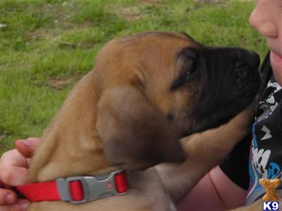 Puppies in Ramona