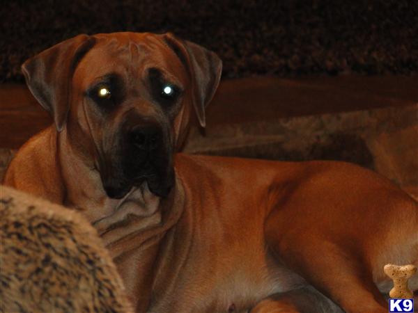 Female Dogs