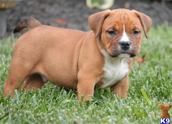 pitbull puppies va document moved pitbull puppies va document moved