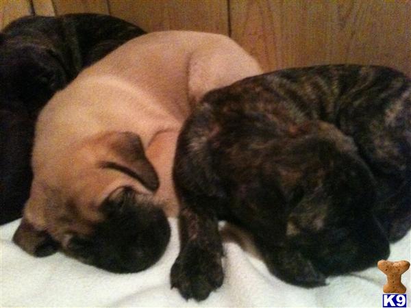 mastiff puppies for sale in ky document moved mastiff puppies for sale in ky document moved