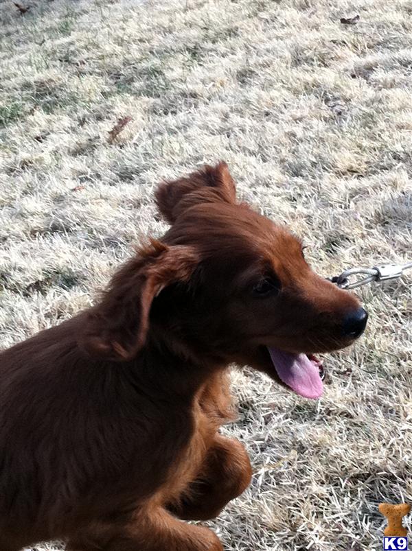 Irish Setter Puppies