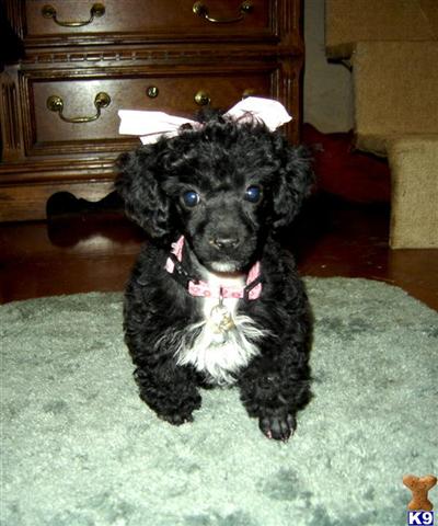 Poodle Puppies in TX