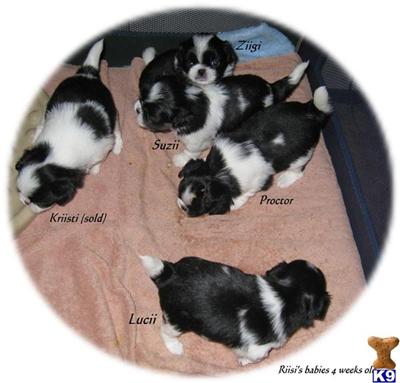 Japanese Chin Puppies for Sale