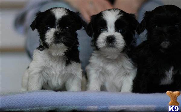 Puppies in CT