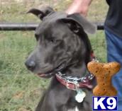 Stud Dogs - Great Dane