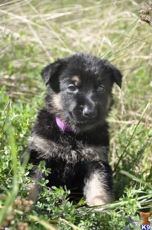 Puppies in MA