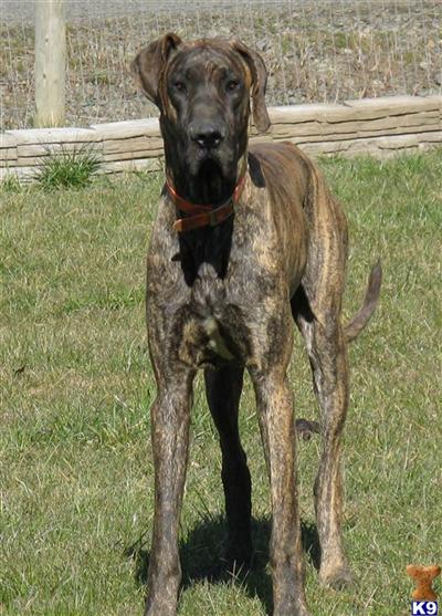 Stud Dogs - Great Dane