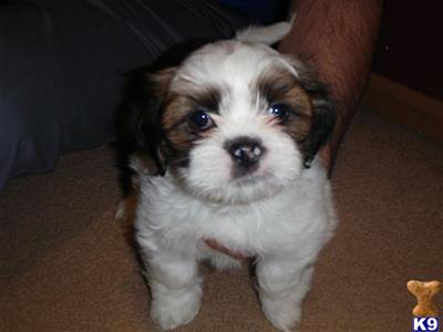 Puppies in IL