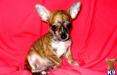 Chihuahua Puppies in TX