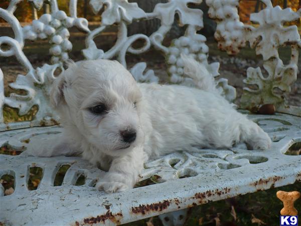 Bichon Frise Puppies