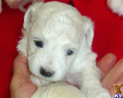 Bichon Frise Puppies for Sale