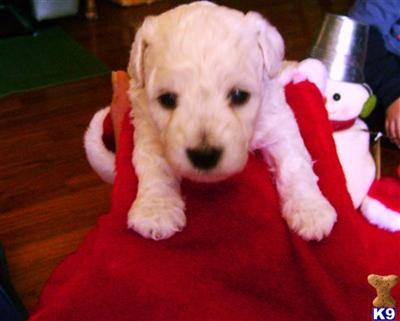 Bichon Frise Puppies for Sale