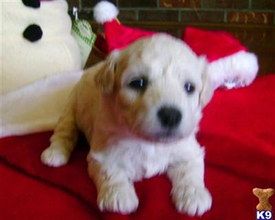 Bichon Frise Puppies for Sale