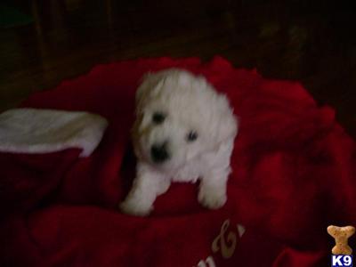 Bichon Frise Puppies for Sale