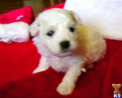 Bichon Frise Puppies for Sale