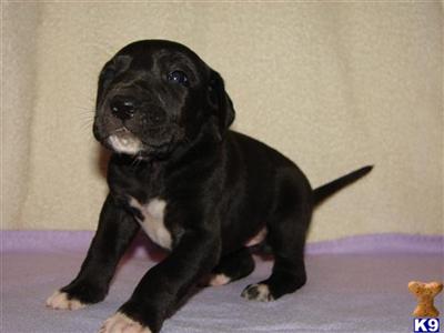 Great Dane Puppies in TX
