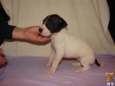 Great Dane Puppies in TX
