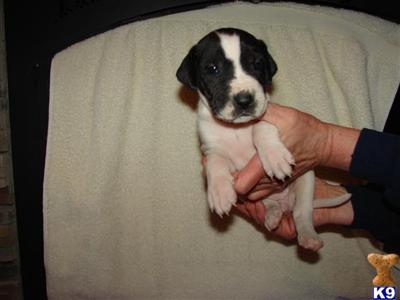 Great Dane Puppies in TX