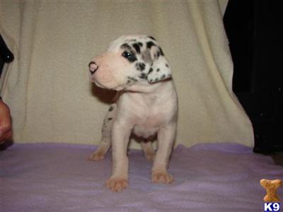 Great Dane Puppies in TX