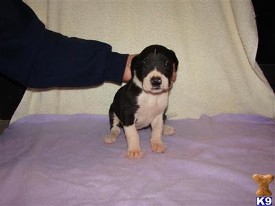 Great Dane Puppies in TX