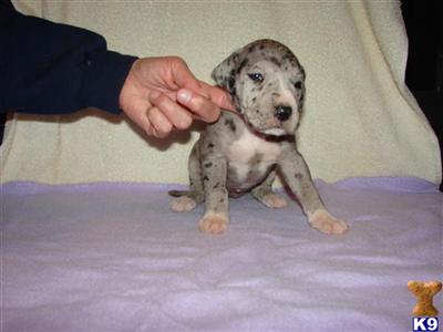 Great Dane Puppies in TX