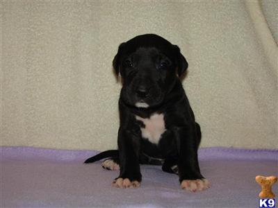 Great Dane Puppies in TX
