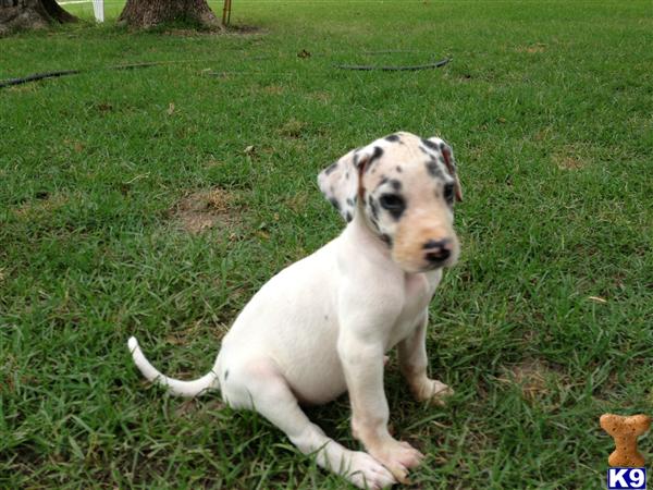 Great Dane Puppies in TX