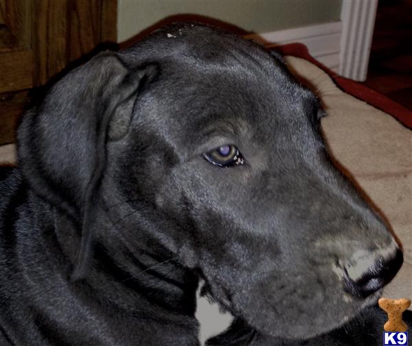 Great Dane Puppies in TX