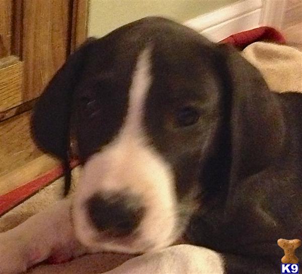 Great Dane Puppies in TX