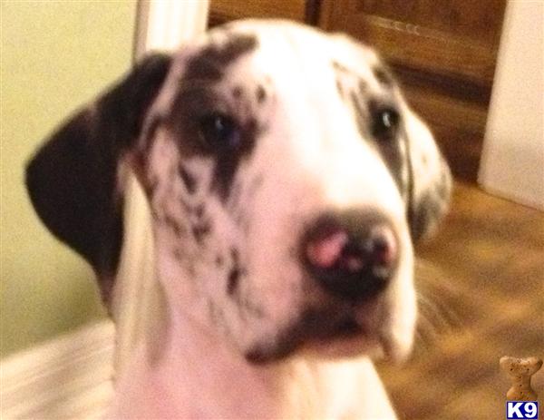 Great Dane Puppies in TX