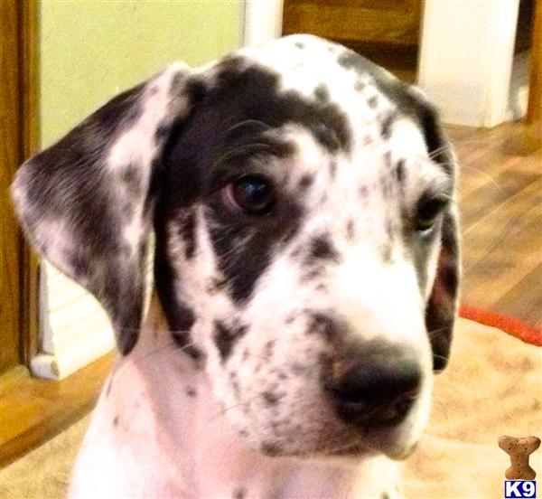 Great Dane Puppies in TX
