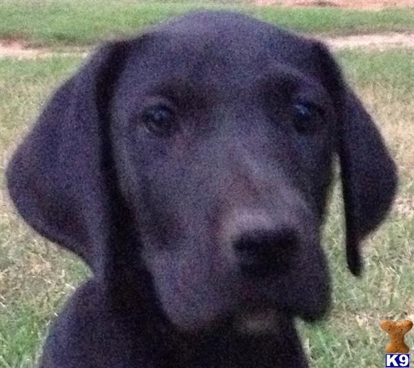 Great Dane Puppies in TX