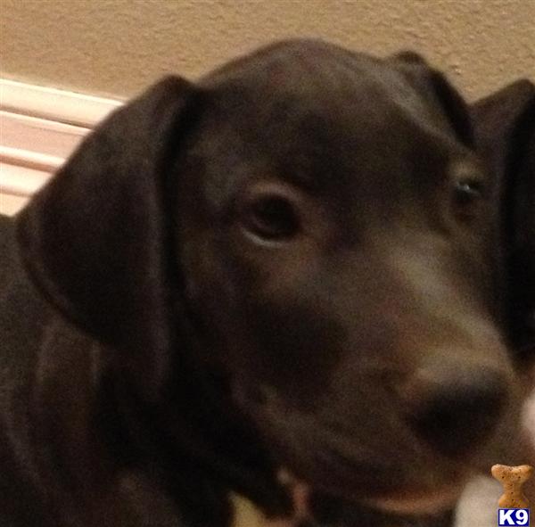 Great Dane Puppies in TX