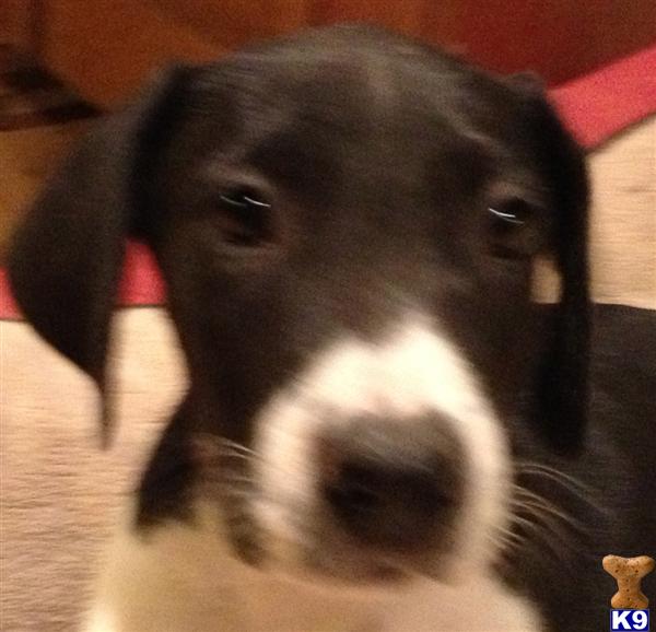 Great Dane Puppies in TX