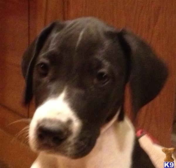 Great Dane Puppies in TX