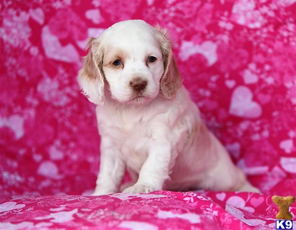 Cocker Spaniel Puppies