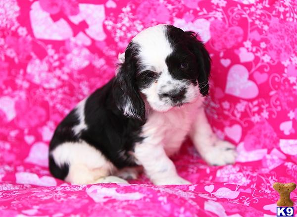 Cocker Spaniel Puppies