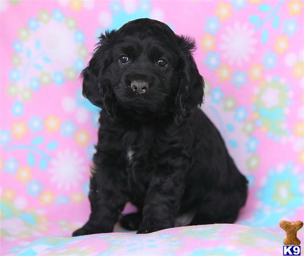 Cocker Spaniel Puppies