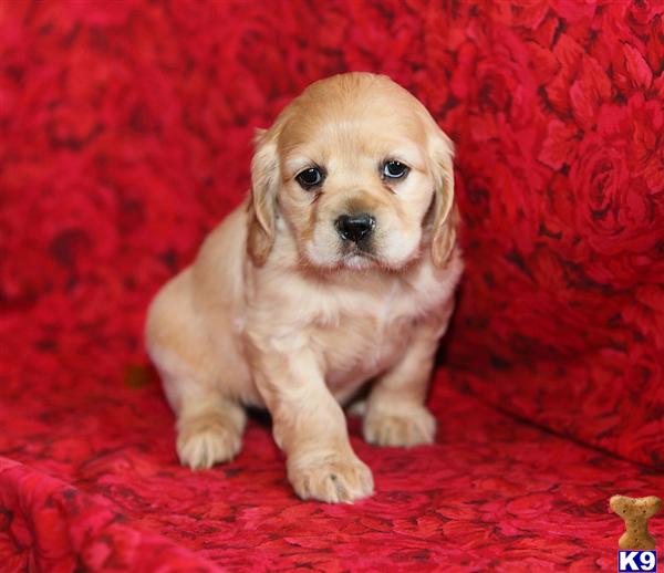 Cocker Spaniel Puppies