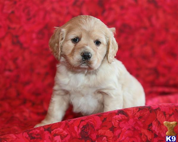 Cocker Spaniel Puppies