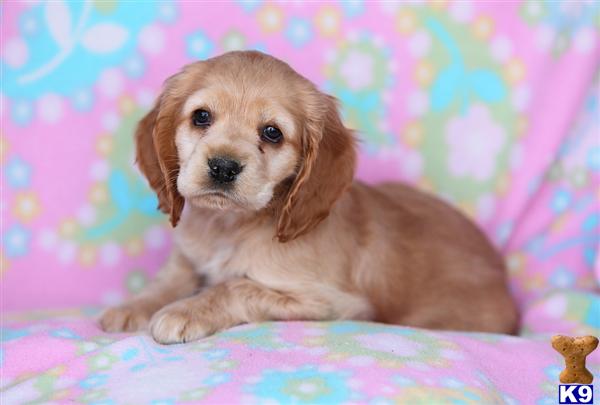 Cocker Spaniel Puppies