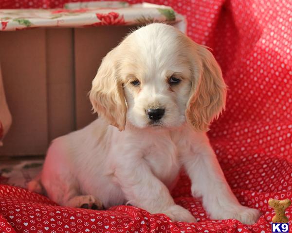 Cocker Spaniel Puppies