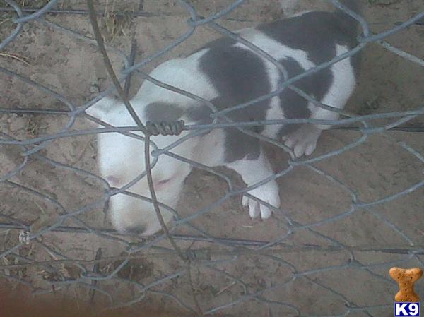 Puppies in Buffalo