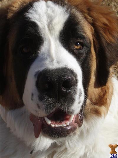 Stud Dogs - Saint Bernard