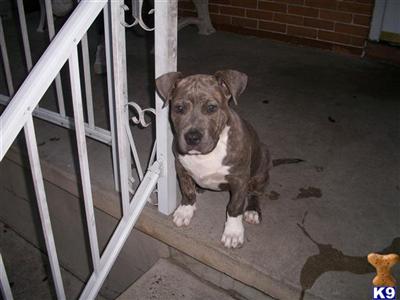 Puppies in Reading