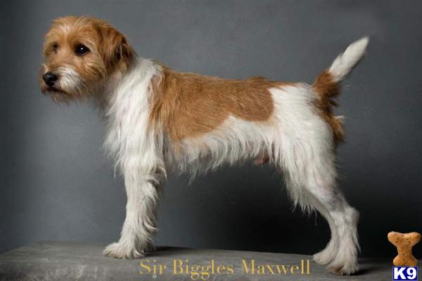 Stud Dogs - Parson Russell Terrier