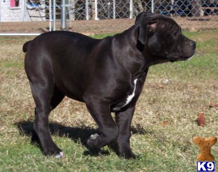 American Bandogge Mastiff Puppies