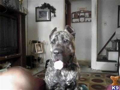 Stud Dogs in MN