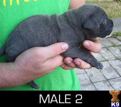 Presa Canario Puppies for Sale